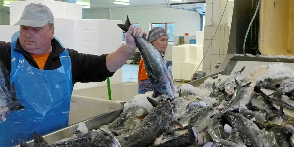 MISTER IKKE MOTET: - Vi har ikke permittert og ikke bedt om fem øre fra staten. Vi skal klare oss, sier Leif Bognøy i Nordhordland Fisk.