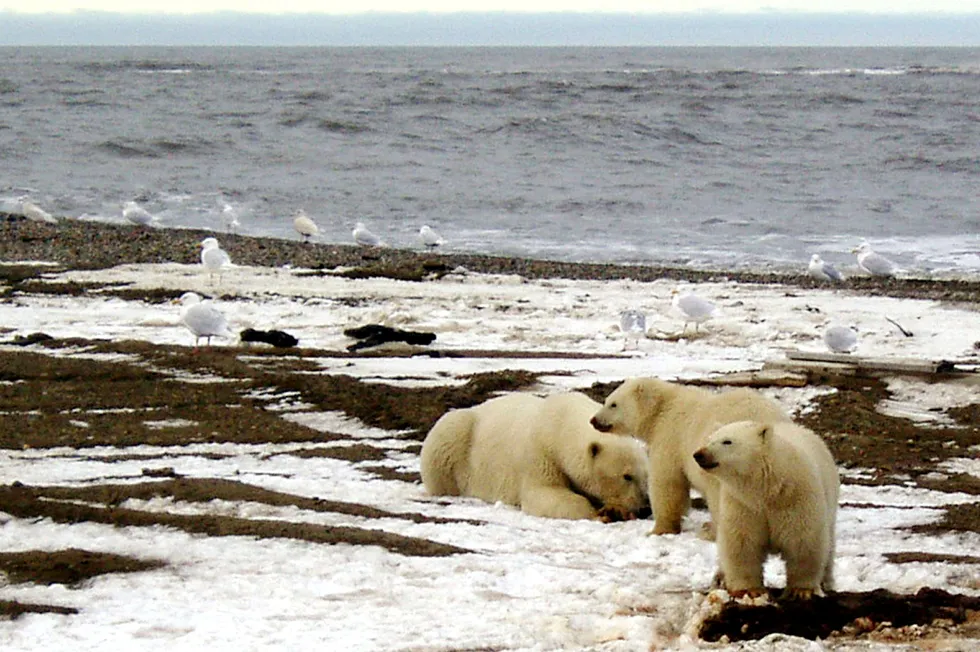 Alaska, US: also home to polar bears.