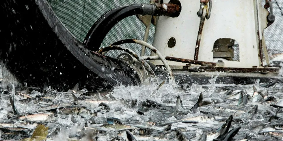 Notfiske etter sild i kystfiskeflåten. Høyere temperaturer i havet og økt fiske av mesopelagisk fisk og raudåte, kan gå ut over dette fisket.