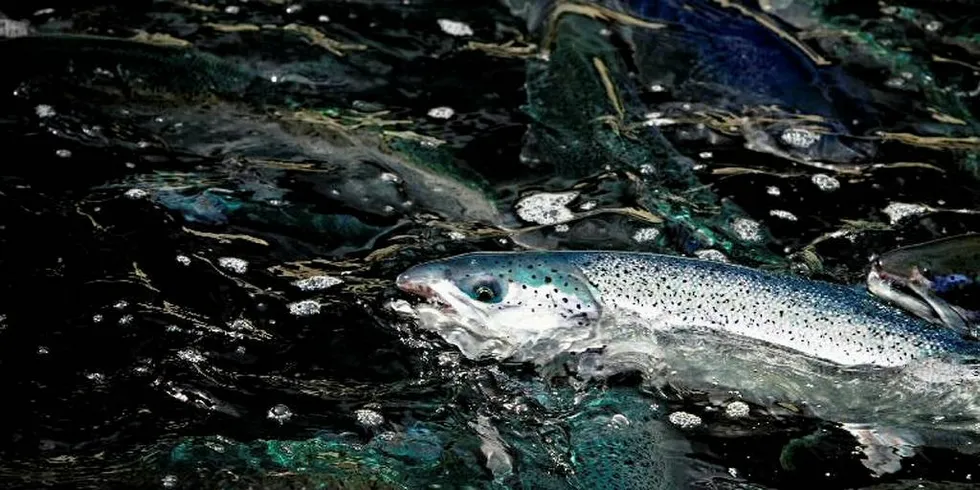 Akustiske fiskemerker forteller hvordan laksen har det i merden. (Illustrasjonsbilde)Foto: Eivind Senneset