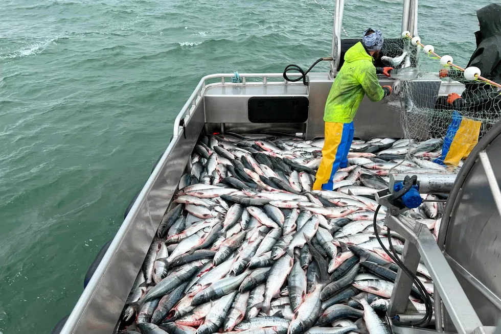 The 2024 sockeye salmon catch in Alaska's Bristol Bay is expected to be smaller than this year's harvest.