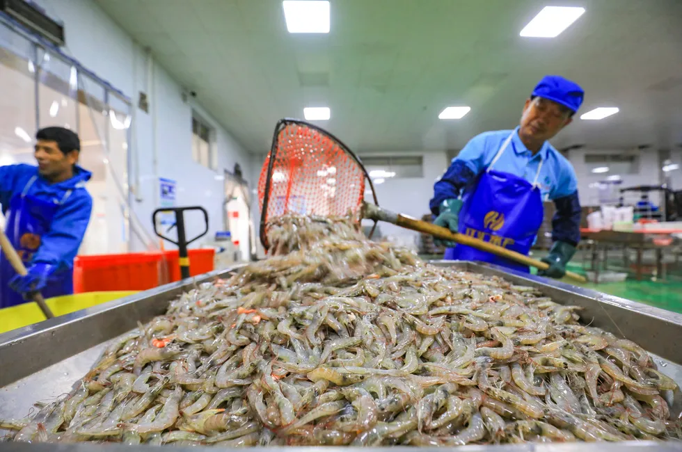 Workers prepare shrimp for processing at a seafood processing factory in Luannan county, Hebei province, northern China.