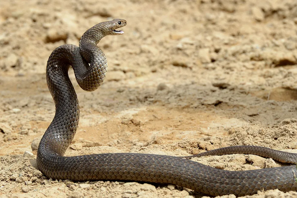 Deadly: Australia’s eastern brown snake has enough venom to kill 20 adults with a single bite.