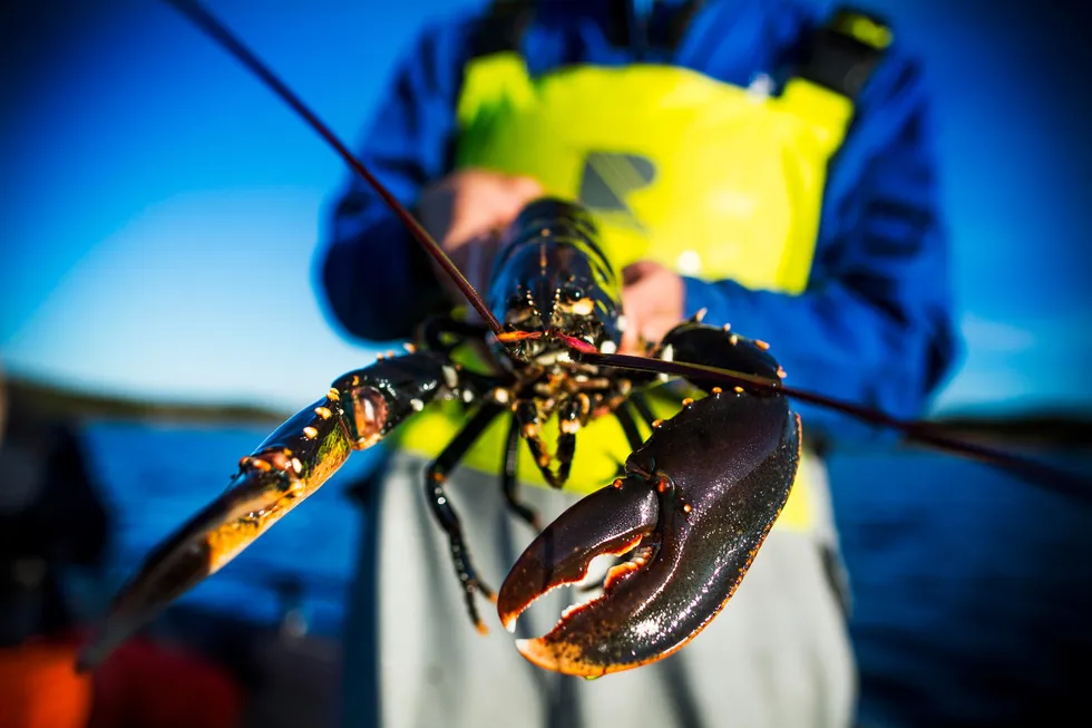 Man bør innføre maksmål på hummer som fiskes på Vestlandet, slik man allerede har gjort for Skagerrak, skriver artikkelforfatterne.