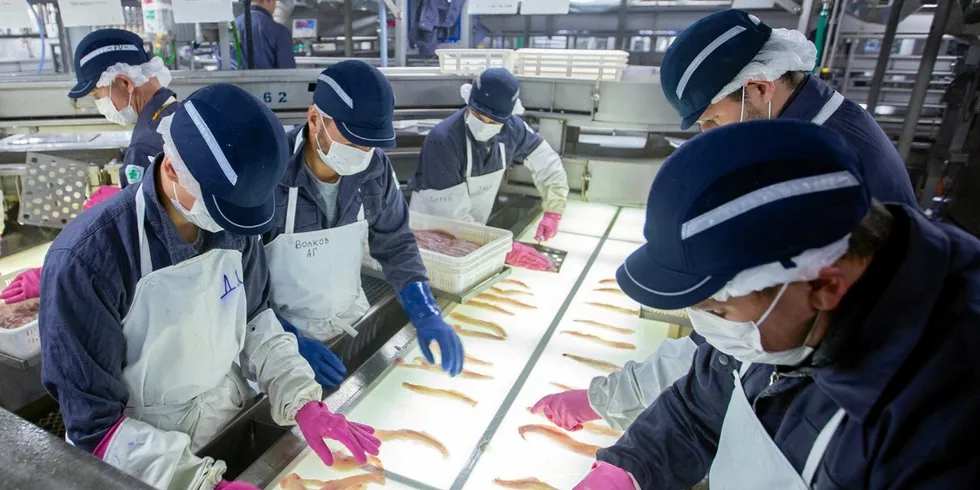 Russian Fishery Company has significantly ramped up its single frozen pollock fillet production.
