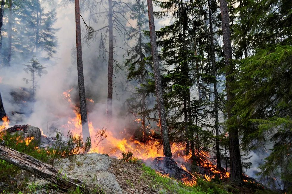 Ukontrollerte branner utgjør en stor samfunnsrisiko, og skogbranner frigjør store mengder CO2. Er det mulig å redusere brannrisikoen i produksjonsskogen dersom klimaet blir varmere? Foto: Ken Olaf Storaunet