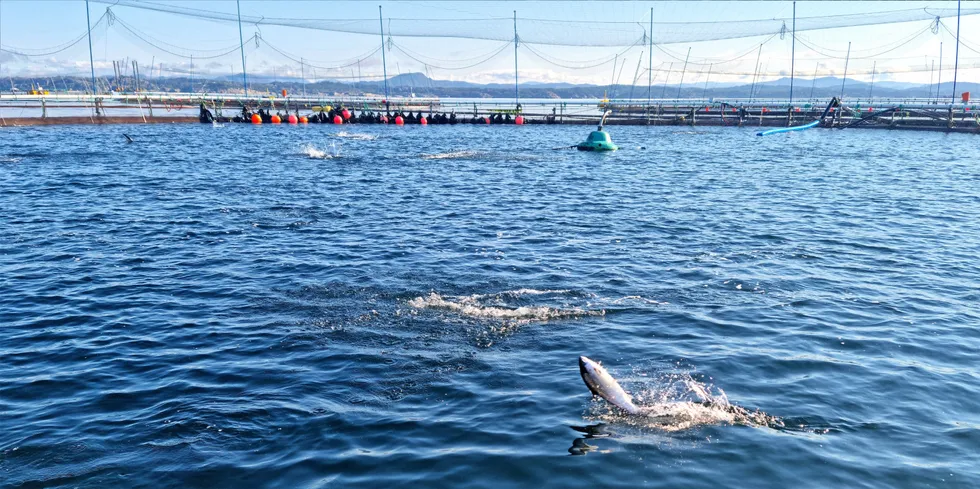 Illustrasjonsfoto av fisk som spretter i merden.