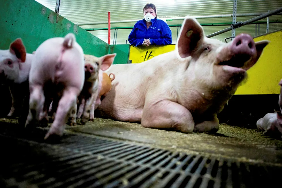 Asian swine flu could be good for the health of the seafood sector.
