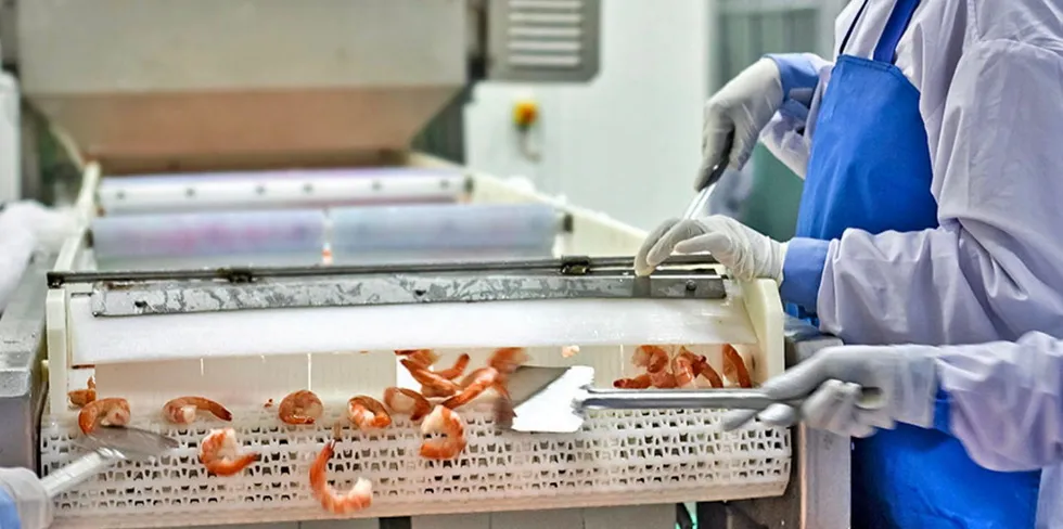 Shrimp being processed at one of Choice Canning's Indian factories.