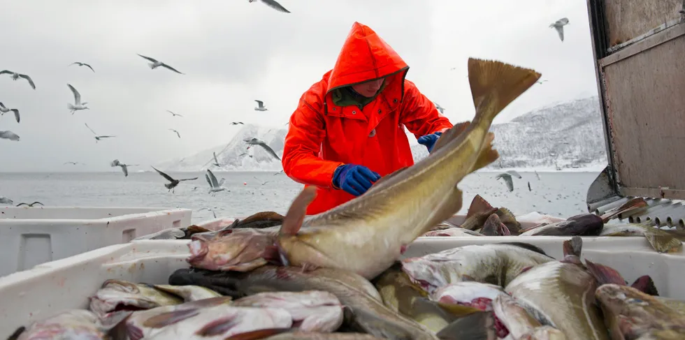 Norske fiskere må trolig belage seg på mindre torsk å fiske neste år.