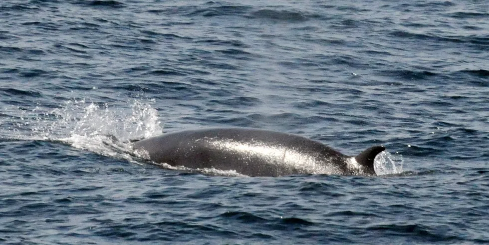 Det er en betydelig risiko for at hvalene får panikk når de er fanget og dette får dem til å kaste seg rundt og forsøke å flykte, noe som kan føre til skader, skriver Siri Marinsen om et forskningsprosjekt med vågehvaler. Bildet er fra et av HIs makrelltokt.