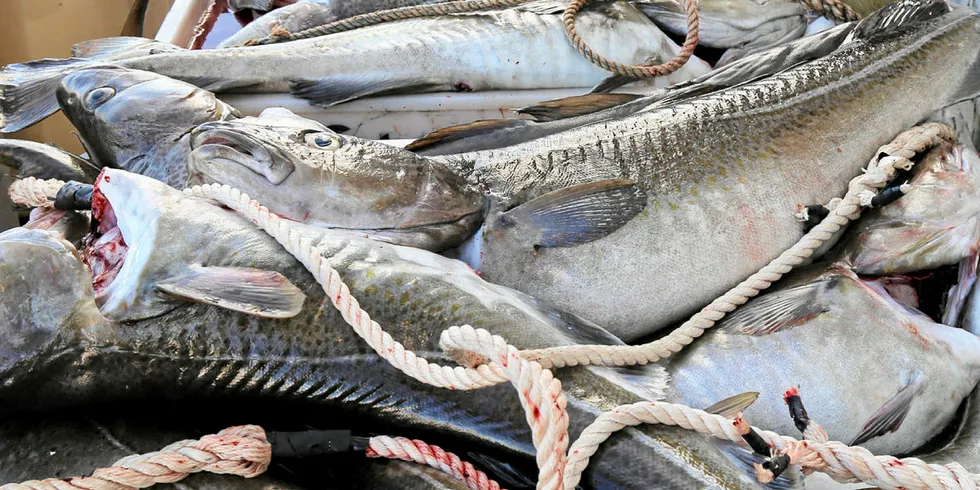 RUND ELLER SLØYD: Levering og seddelføring av rund fisk i Lofoten skaper forvirring og frustrasjon blant fiskerne. Fiskebruket der denne skreien er levert, har imidlertid ingen ting med saken å gjøre.