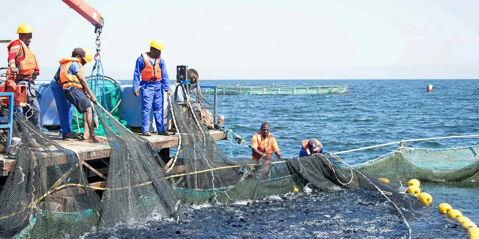 Lake Harvests' tilapia farming operations on Lake Kariba.