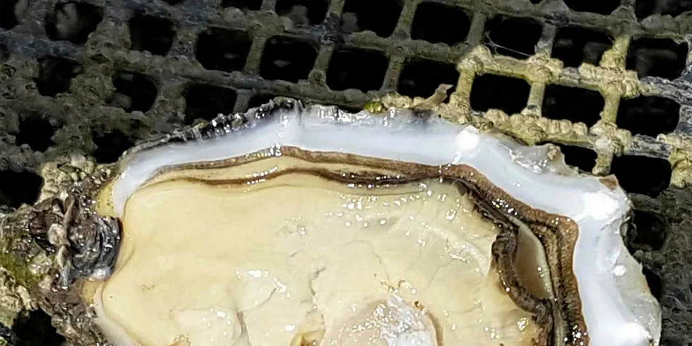 State invested $3 million in this oyster larvae hatchery in 2015.