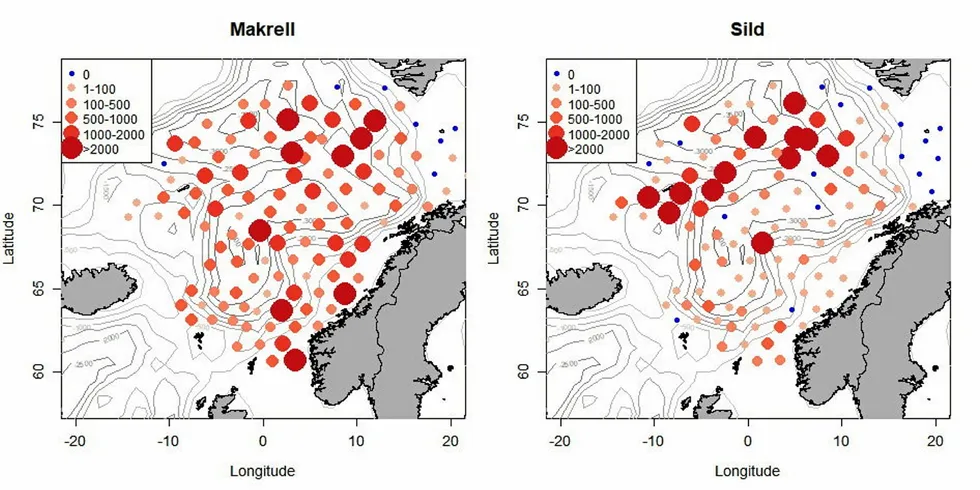 Grafene som beskriver fangster av makrell og nvg-sild på det fire uker lange toktet.