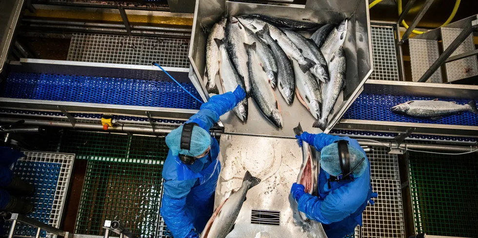 Råstoffmangel er den permitteringsårsaken som benyttes hyppigst i fiskeindustrien påpeker dagens gjesteskribent.