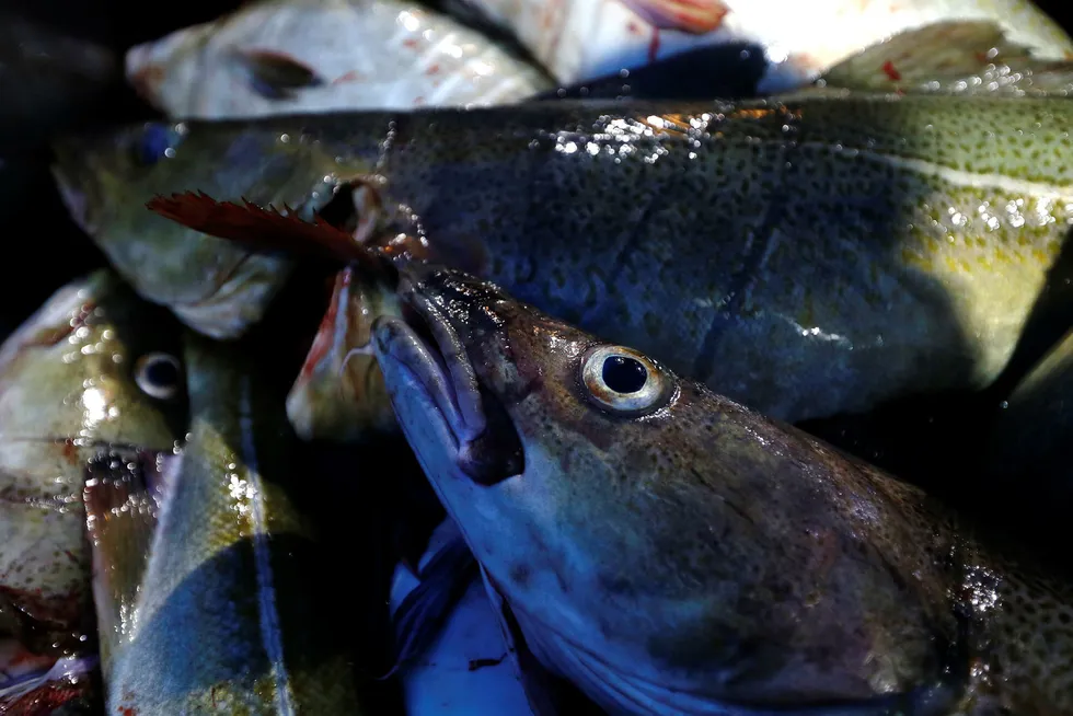 Norsk fiskerinæring opplever rekordvekst. Foto: Poppe, Cornelius/NTB Scanpix