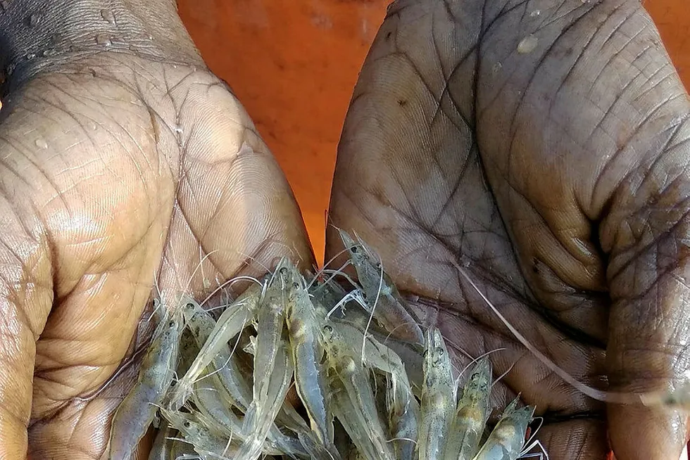 New diseases are sparking concern among buyers of farmed shrimp.