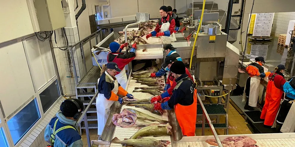 Skrei levert av garnbåten «Gerd» i produksjonen hos Brødrene Karlsen torsdag ettermiddag.