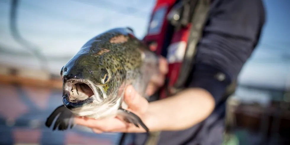 Oppdrettslaks. Ill.foto: Eivind Senneset, DN.