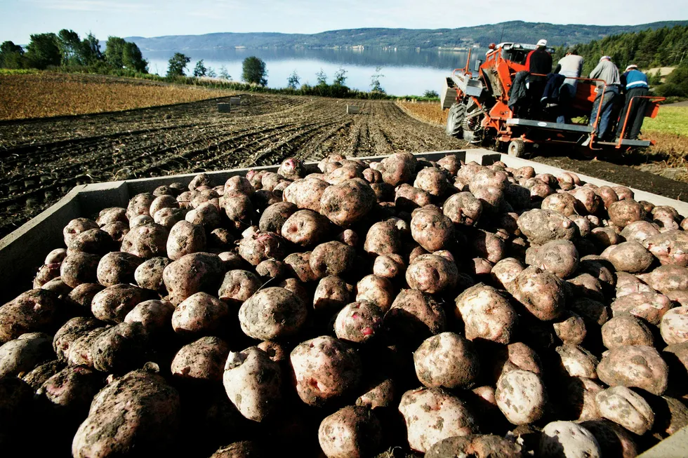Regjeringens forslag til jordbruksoppgjør kan føre til at norsk potetspritproduksjon går til grunne. Foto: Rolf M. Aagaard/Aftenposten/NTB Scanpix