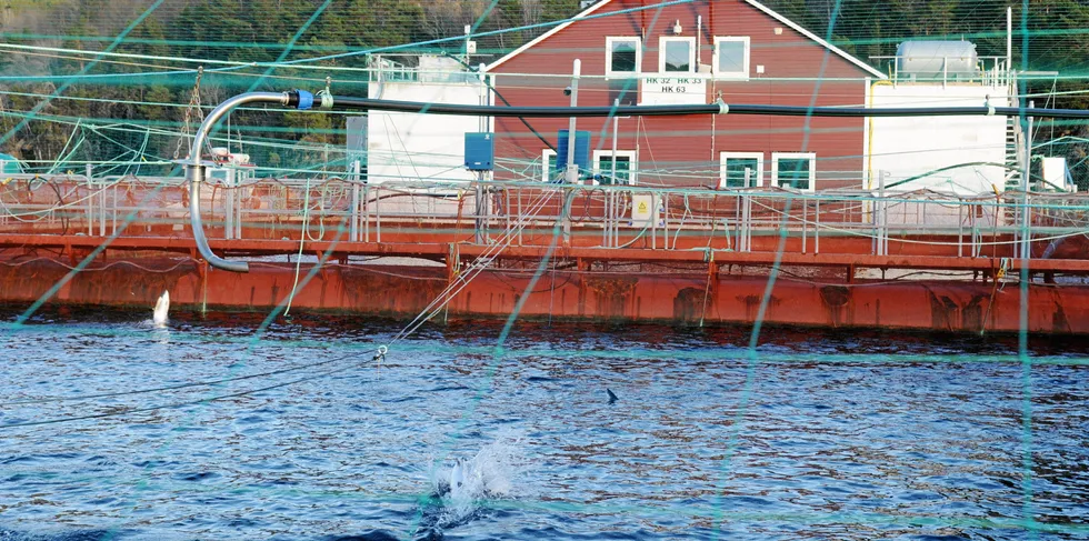 Eide Fjordbruk forbedret årsresultatet i 2021, men vurderer den politiske risikoen som høy. Bildet viser selskapets lokalitet Hondskår i Hardangerfjorden.