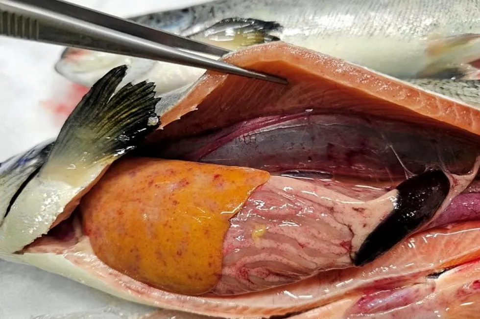 Laks med piscirickettsiose. Fisken har gul lever med lyse, delvis blodige flekker og småblødninger, svullen og mørk milt, blødninger i svømmeblære, fettvev og muskulatur og hissig og blodig tarmvegg, skriver Veterinærinstituttet.