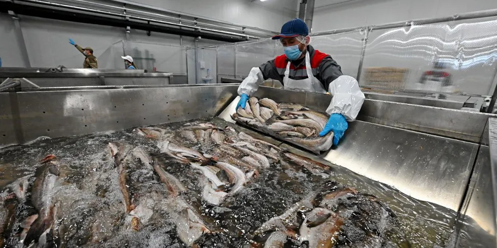 . Russian Fishery Company (RFC), one of the country's largest producers of whitefish, kick-started commercial production at its pollock processing facility in Primoriye in the Far East, which was built as part of Russia's investment quota program.