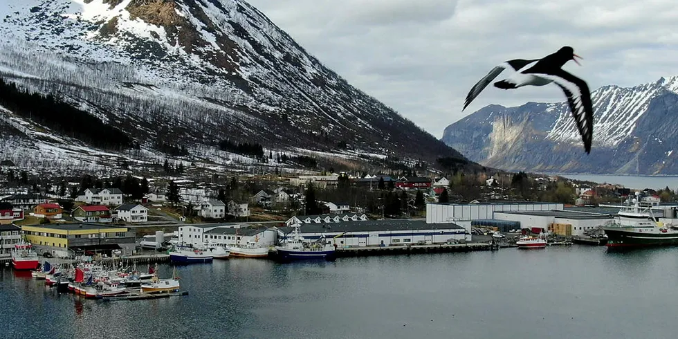 STORE INVESTERINGER: Nergårds anlegg i Senjahopen er viktige for satsingen kommunen skal gjøre i havnen.