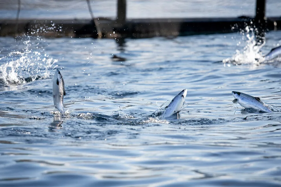 The Norwegian Food Safety Authority confirmed the latest ISA diagnosis on June 28 after first receiving notification 10 days prior. The picture is not related to the article.