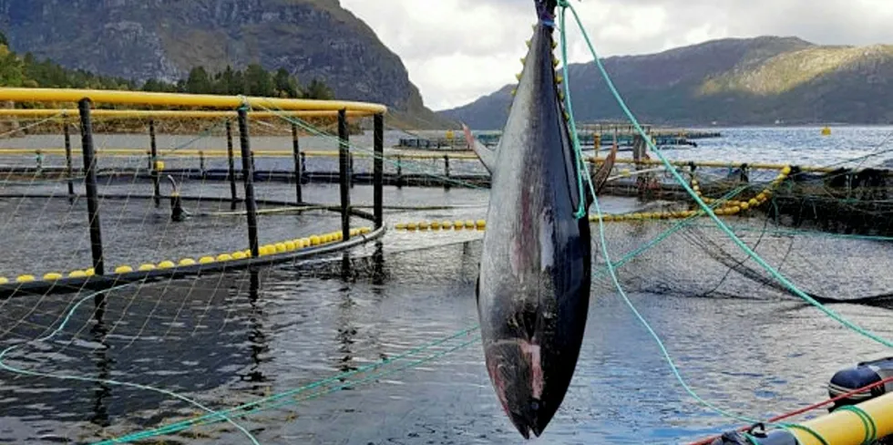 I fjor fant en makrellstørje på 286 kilo veien inn i en not ved K Strømmen Lakseoppdretts lokaliteter i Bremanger. Fisken ble fanget og deretter avlivet.