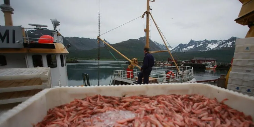 Fiskeridirektoratet jobber med bedre forvaltning av rekefisket nord for 62-graden. Ill.foto: Gunnar Grytås