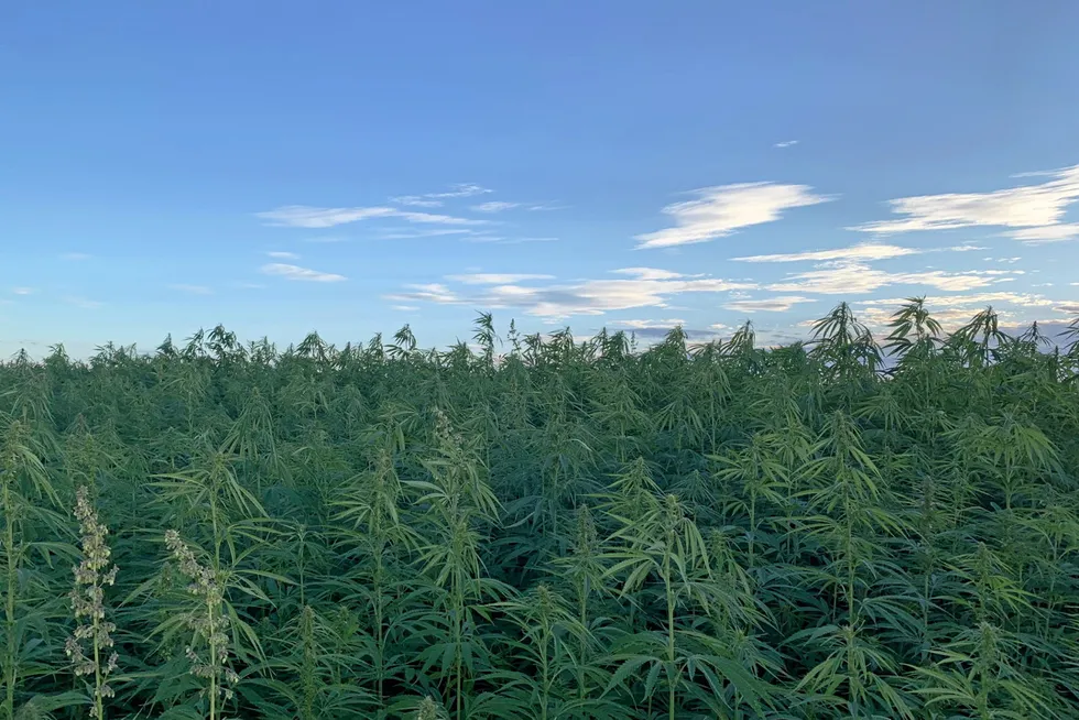 Rare Earth Global expects to be the largest UK-based hemp processor by next year.