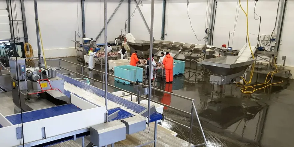 Ved Hovden Fiskeindustri har man lenge ivret for de nye mottakslinjene for fisk fra kystfiskeflåten, og resultatene så langt bekrefter de forhåpninger bedriften og bedriftsleder Jon Edvard Johnsen har hatt fra første dag. Foto: Silje Kristoffersen/Nofima