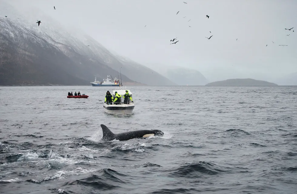 Hval, sild, turister og fiskebåter i Kaldfjorden utenfor Tromsø. Flere konsernsjefer i noen av Nord-Norges største selskaper vil heller satse på fiskeri og reiseliv enn olje. Foto: Ingun A. Mæhlum