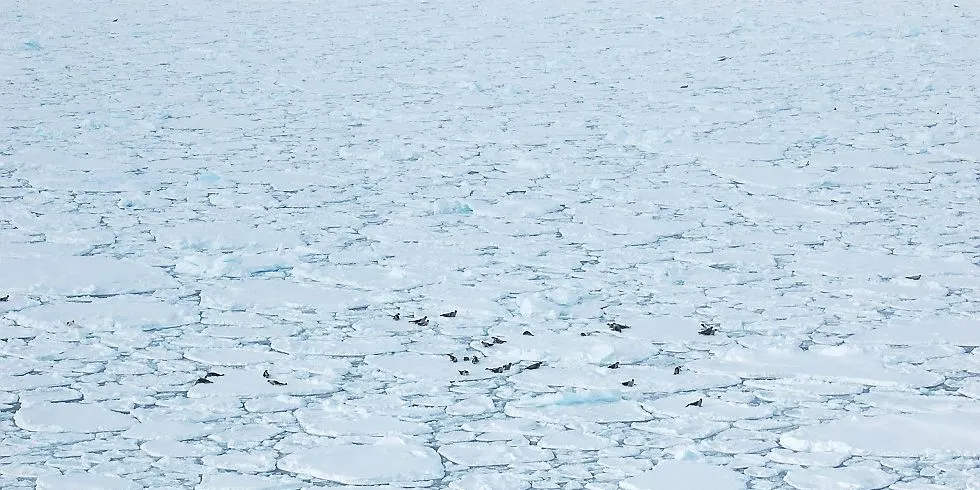 Som en følge av den globale oppvarmingen øker havtemperaturen raskere enn lufttemperaturen. Illustrasjonsfoto: HI/Michael Poltermann