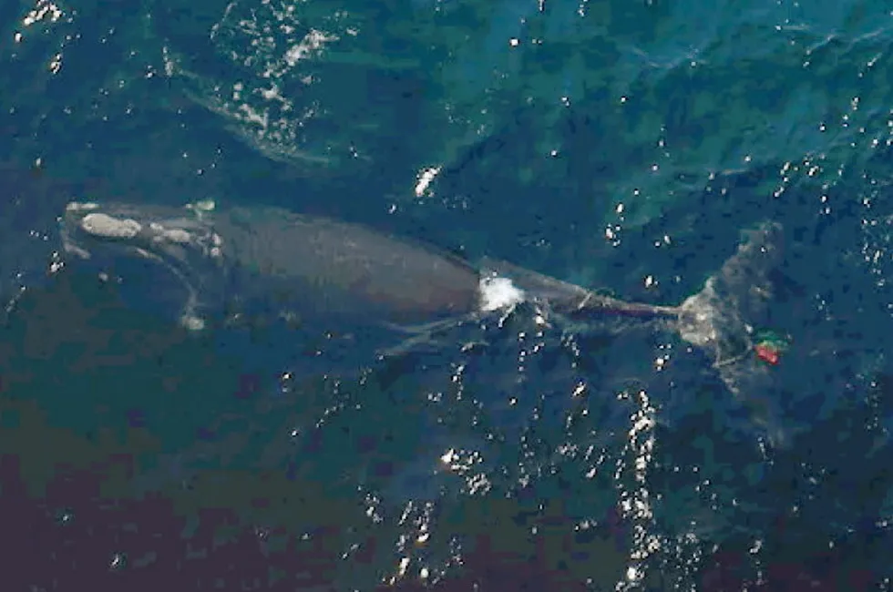 The right whale in 2022 was seen entangled in fishing gear off the coast of New Brunswick, Canada.