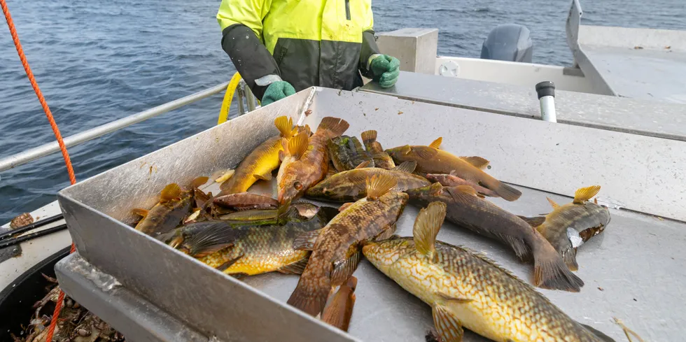 Leppefisket har mange aktører. Det sier Aasarmoen i Fiskeridirektoratet region Vest.