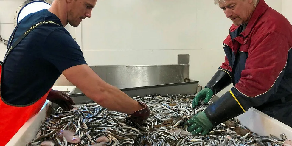 TOBIS: Det var gode resultater fra Havforskningsinstituttets tobistokt som åpnet for den rekordstore kvoten. Forskningstekniker Eirik Odland (t.v.) og maskinist Ronny Petersen, sorterer tobis på «Eros» under forskningstoktet.