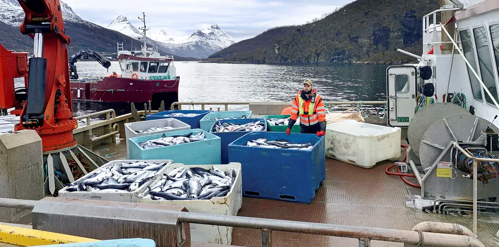 Kasse på kasse med død laks heises opp på kaia på landbasen til Northern Lights Salmon i Balteskard i Sør-Troms, etter at dødelige alger tok livet av flere hundre tusen laks i fjor sommer.