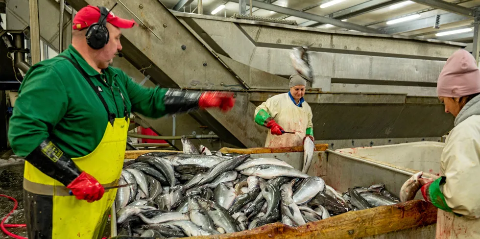 Verdien på både hvitfisk og pelagisk fisk økte kraftig i fjor. Her fra Træna Seafood.