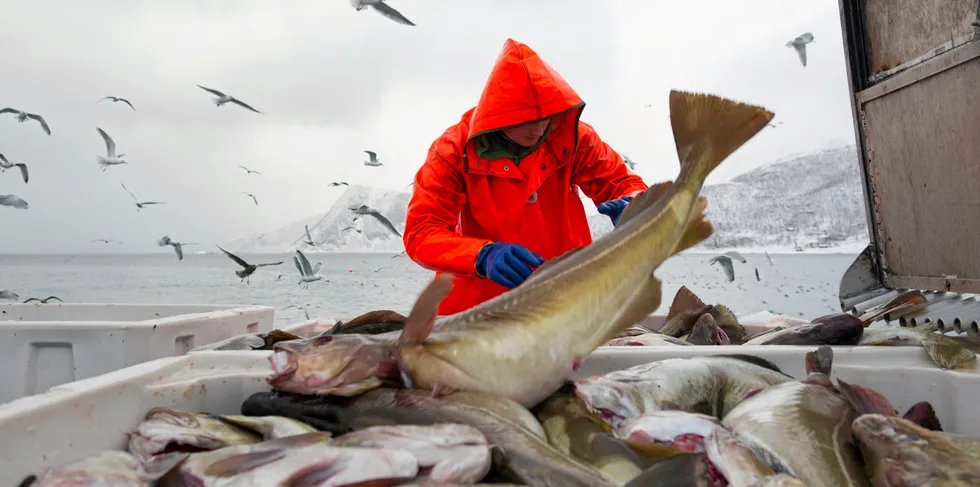 Skreifiske i Troms. Kan skreien skifte gytefelt, eller har den ingen alternativer til sine tradisjonelle gytefelt, er spørsmålet.