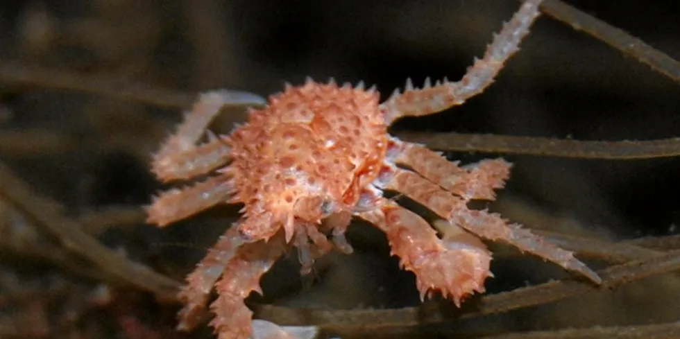 Underwater photograph of a juvenile red king crab.