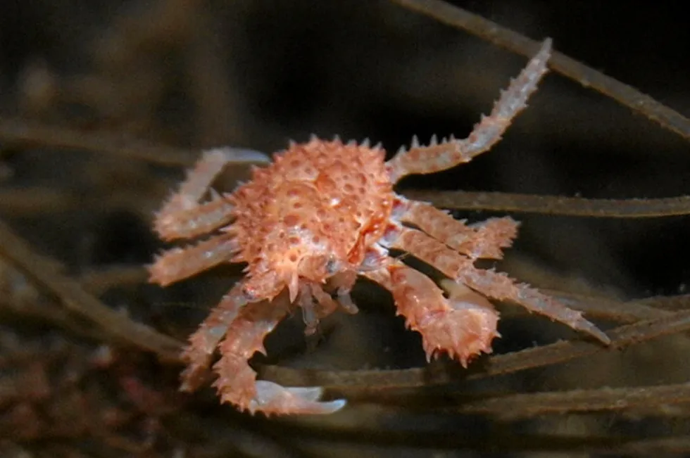 Underwater photograph of a juvenile red king crab.