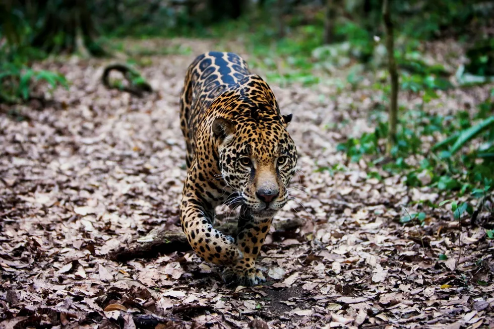 Spotting opportunities: Jaguar E&P is making moves in Mexico's onshore gas scene