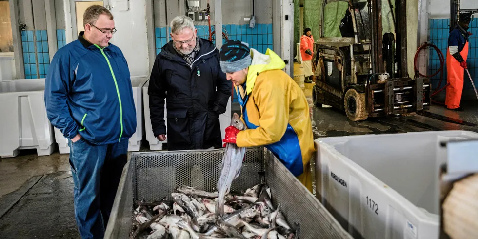 Steinar Eliassen (i midten) frykter for stor innblanding av torsk i seifangstene. Her på anlegget i Nordvågen sammen med daglig leder Odd Magne Nylund og fiskearbeider Ali Mohammidi.