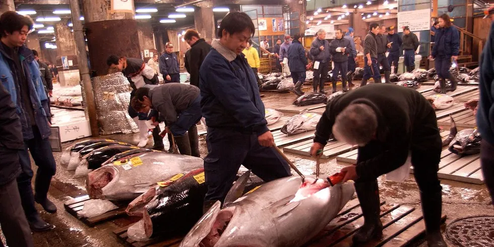 Kvaliteten på frambudt tunfisk blir undersøkt før morgenauksjonen på Tsukiji. Her er det snakk om fisk som vil koste opp mot 1000 kroner kiloen, til grossist.