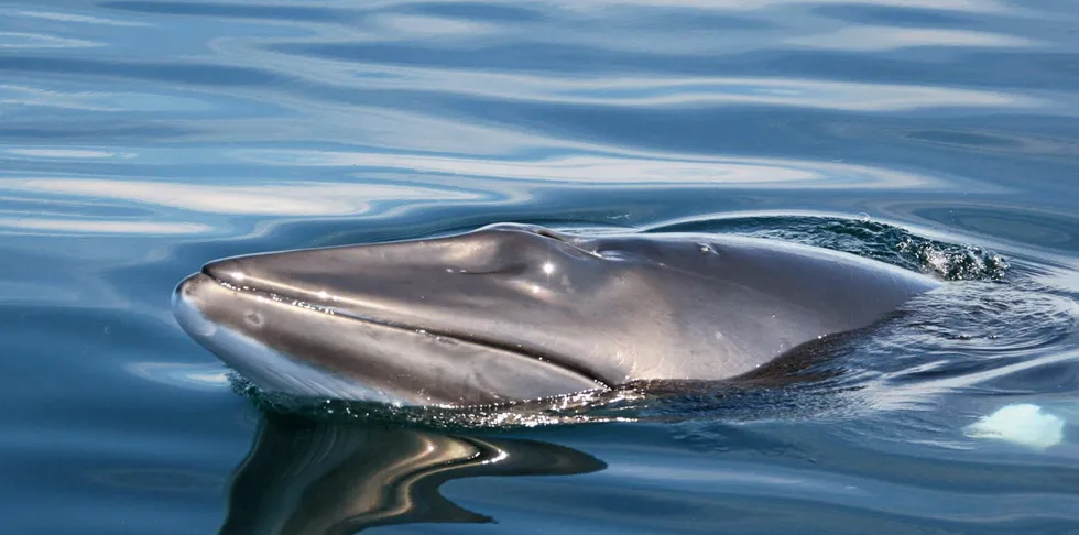 Den norske hvalfangsten er rettet mot vågehval. I et godt fangstår ble bare 65 prosent av kvoten tatt.