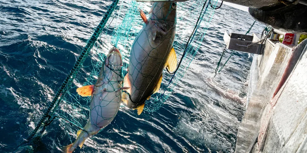 Skreien har satt seg godt fast i garna. Den ene feite fisken etter den andre blir med opp fra dypet.