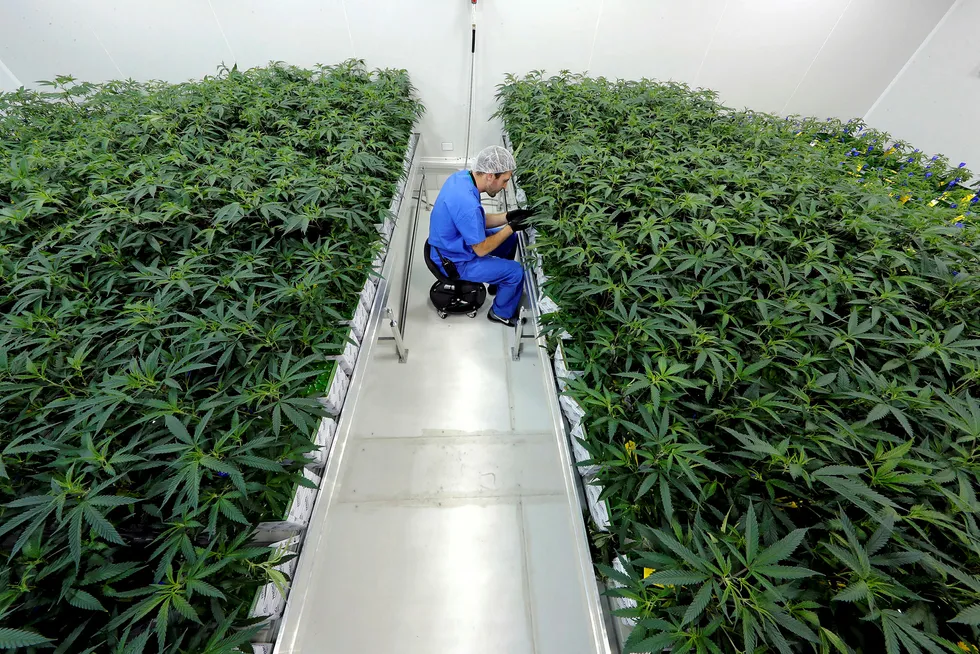 Cannabissektoren har slitt siden legaliseringen av rusmiddelet ble et faktum i Canada i 2018. I USA er stoffet fortsatt forbudt på føderalt nivå, men noen stater har legalisert bruk. Her fra en cannabisfarm i Baton Rouge i Louisiana.